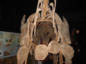 Een kijkje in een langnek